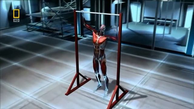 НАСКОЛЬКО МЫ ОТЛИЧАЕМСЯ ОТ ЖИВОТНЫХ? смотреть онлайн