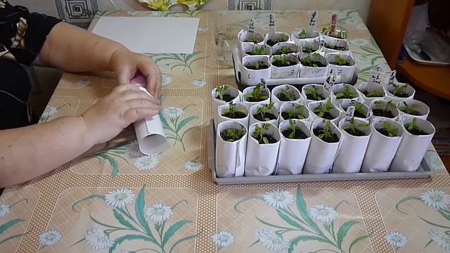 Рассада в Бумажных Стаканчиках. смотреть онлайн