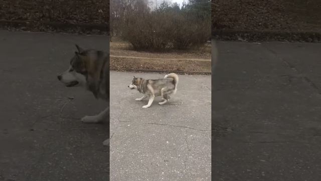 Немецкая овчарка и Аляскинский маламут. смотреть онлайн