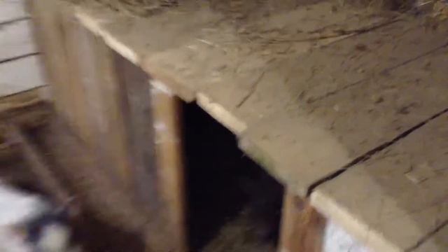 Как приучить поросят ходить в туалет в одно место. (Продолжение) смотреть онлайн