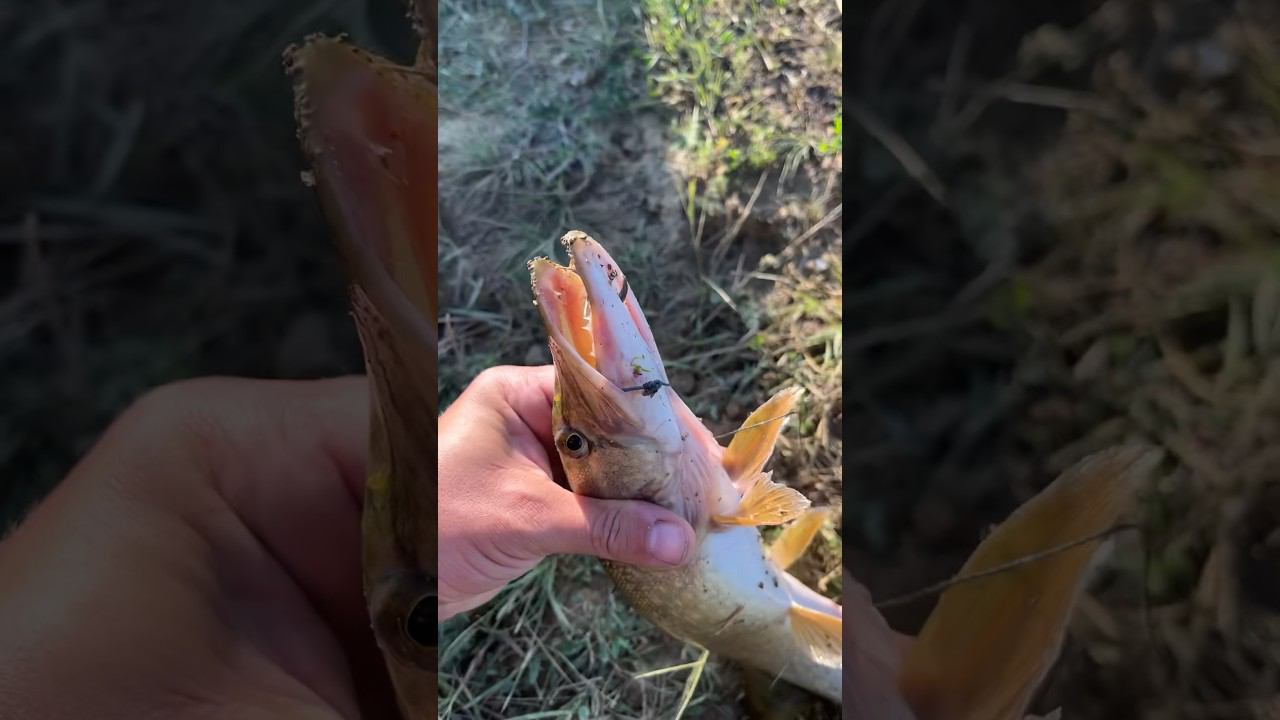 Не та рыба #fishing #охотаназайца #охота #hunting смотреть онлайн