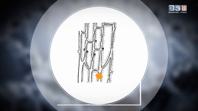 ткан растений смотреть онлайн