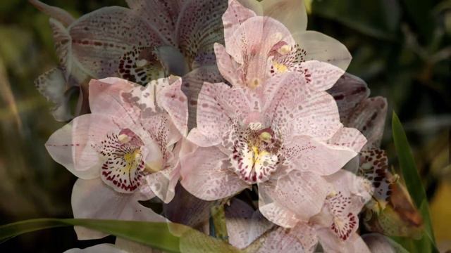 Orchids - Cymbidium Flowers Growing in Southern California.avi смотреть онлайн