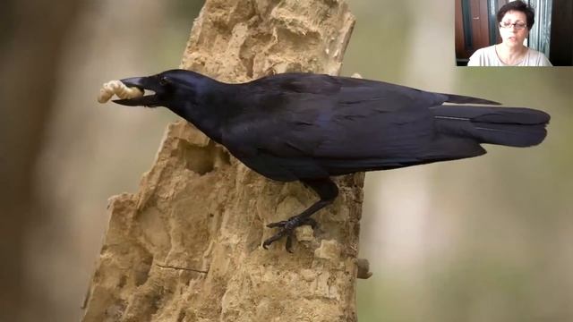 Весна - Майский жук смотреть онлайн