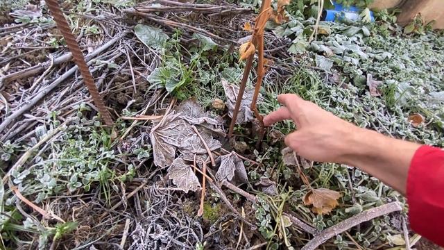 Ч1. Обрезка моих одногодок. Виноград по комсомольски. смотреть онлайн