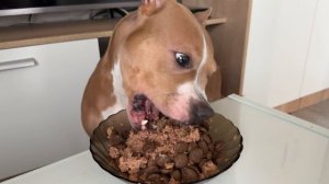 Амстафф 2 года