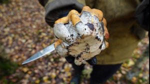 Грибная разведка 02 октября 2022. Всеволожский район.