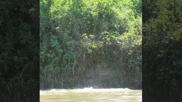Капибара спасается от леопарда / Capybara flees a leopard смотреть онлайн