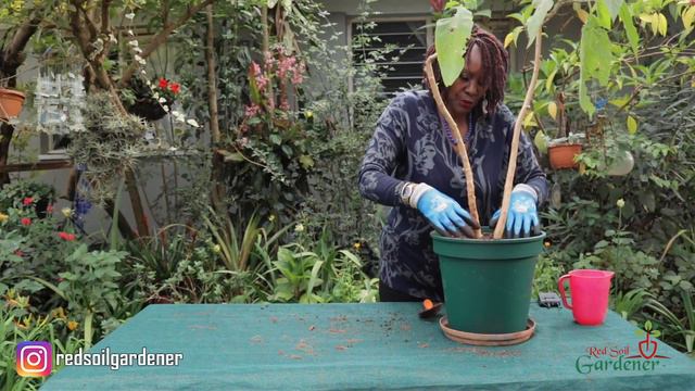 Overwinter tips for the Brugmansia / Angels Trumpet plant. смотреть онлайн