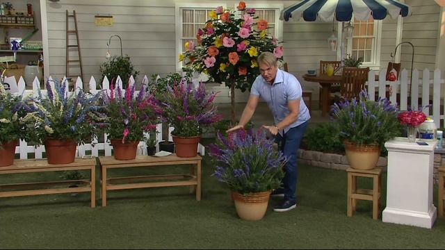 Cottage Farms 6-pc Lavance Purple Lavender on QVC смотреть онлайн