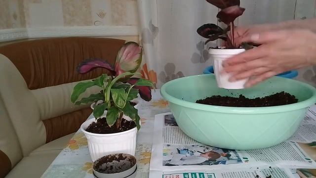 КОМНАТНЫЕ РАСТЕНИЯ. КАЛАТЕИ.ПЕРЕСАЖИВАЮ. смотреть онлайн