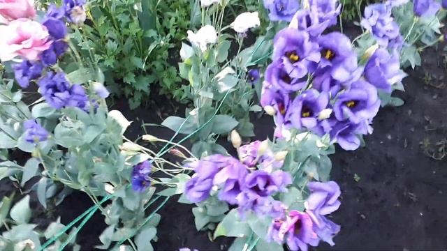 Эустома . Обзор по сортам. смотреть онлайн