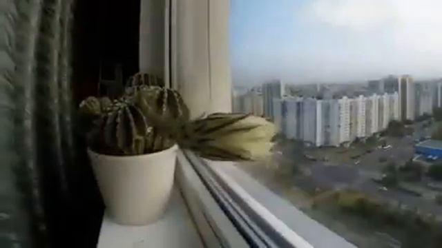 как цветет кактус смотреть онлайн
