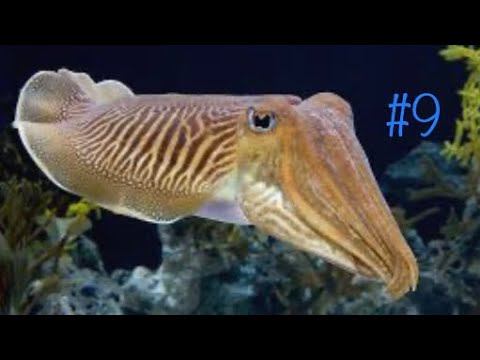 Играю за каракатицу в фид энд гроу фиш! Feed And Grow Fish смотреть онлайн