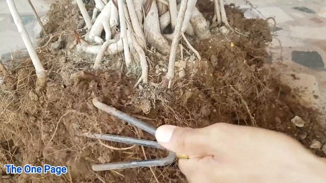#Banyantreebonsai
How To Make Banyan Tree Bonsai || Working On Banyan Bonsai ||  The One Page