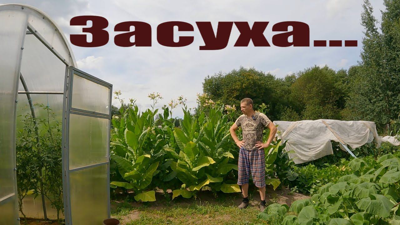 Одолела засуха, борюсь с кротами, индюки, огород и деревенские будни! смотреть онлайн