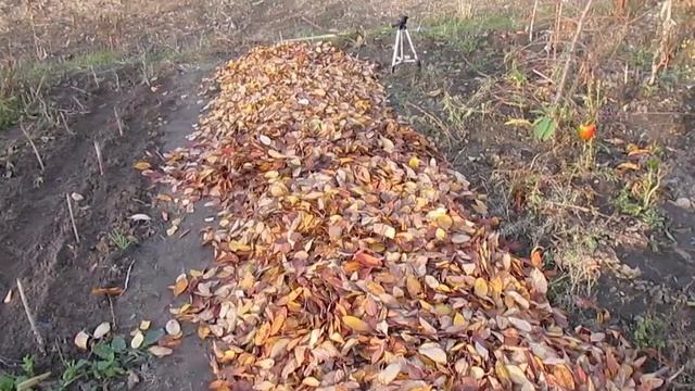 5 идей ? что делать осенью с опавшими листьями? смотреть онлайн