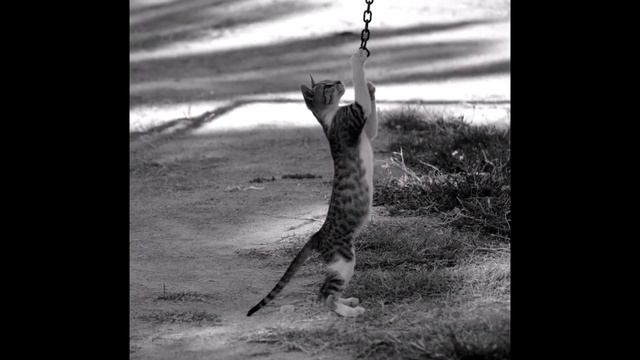 J.J. Cale ~ Sensitive Kind (U Fokusu) смотреть онлайн