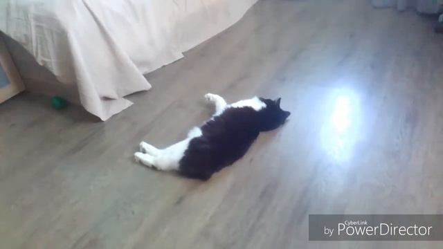 ~Хомяк Мальчик или Девочка?~ | Кого лучше выбрать? | Советы | смотреть онлайн