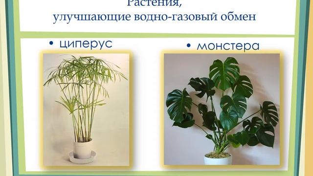 Полезные свойства комнатных растений смотреть онлайн