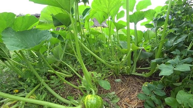 ИМЕЯ ДОМ В ДЕРЕВНЕ НЕ СОСКУЧИШЬСЯ смотреть онлайн