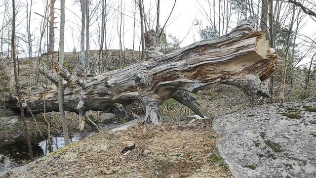 Карелия г. Паасонвуори 79 м 01.05.22г. смотреть онлайн