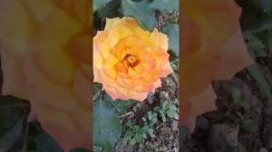 Роза Кубана