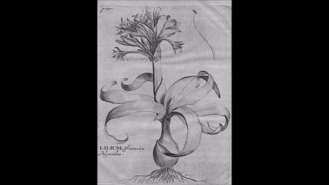 Cybistetes смотреть онлайн