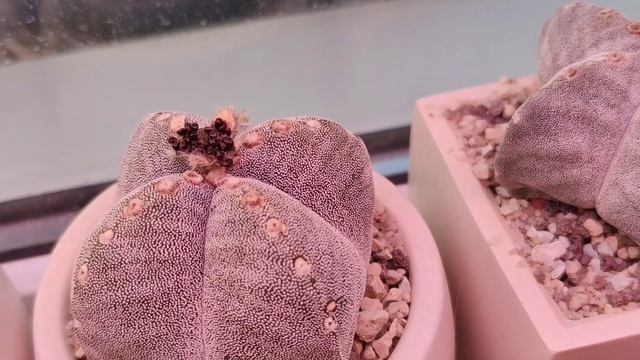 Astrophytum harvesting . Урожай семян астрофитума смотреть онлайн