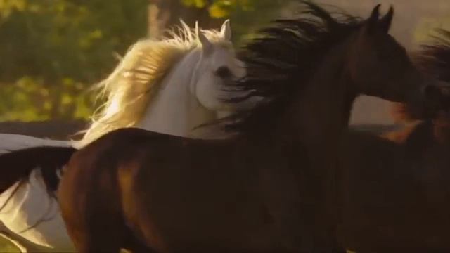 ARABIAN HORSES/АРАБСКИЕ ЛОШАДИ смотреть онлайн