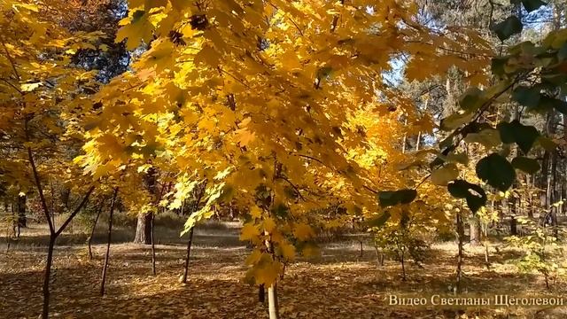 Лето с желтыми листьями (авторская песня) смотреть онлайн