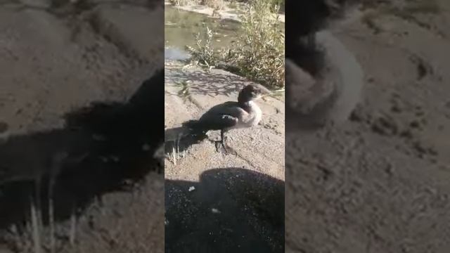 Нашли живого баклана на море смотреть онлайн