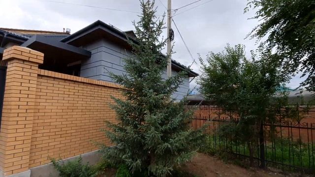Ель сизая смотреть онлайн