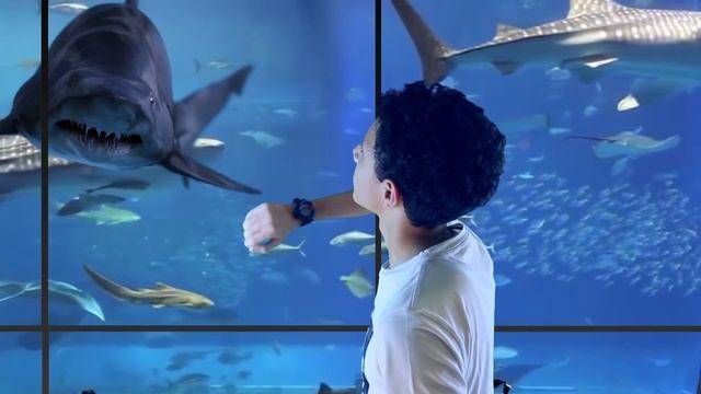 Interactive Screen Sharks attack смотреть онлайн