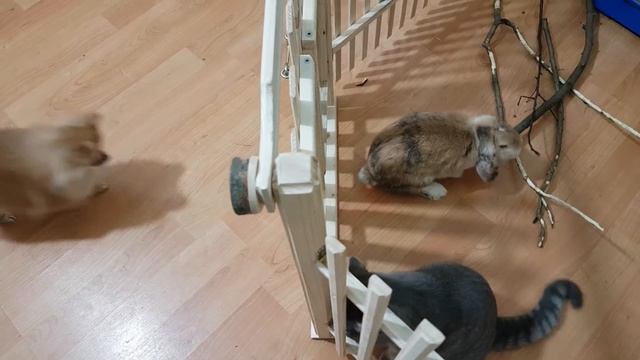 ОБИДЧИКИ КРОЛИКА БАФФИ. КОТ МАКС возмущается. Поздравления на Новый год #voice4good Галчата тв