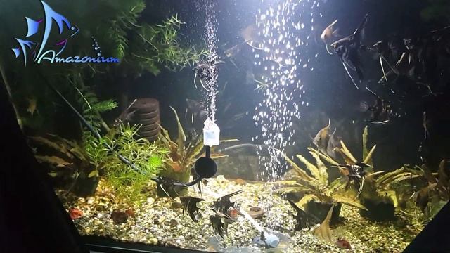 DIY wooden air diffuser for aquarium. Test?Самодельный распылитель воздуха в аквариуме. Тест. смотреть онлайн