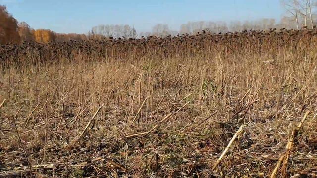 Сравнение жаток,молотим подсолнечник смотреть онлайн
