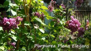 Клематисы группы витицелла. Сорта и немного агротехники