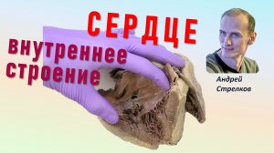Сердце внутреннее строение сердца