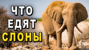 Что едят слоны