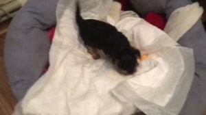 Что надо знать ,при выборе щенка йорка))) наши щеночки!