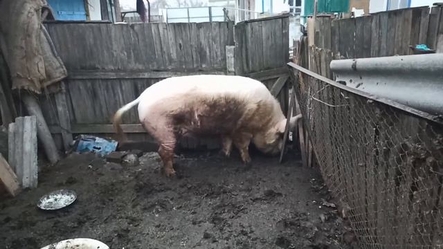 Кабан на воле! Вас уже 2000, большое Вам спасибо!!! смотреть онлайн