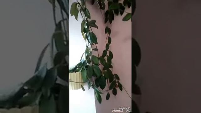Неприхотливая цветущая лиана. ХОЙЯ или восковой плющ. смотреть онлайн