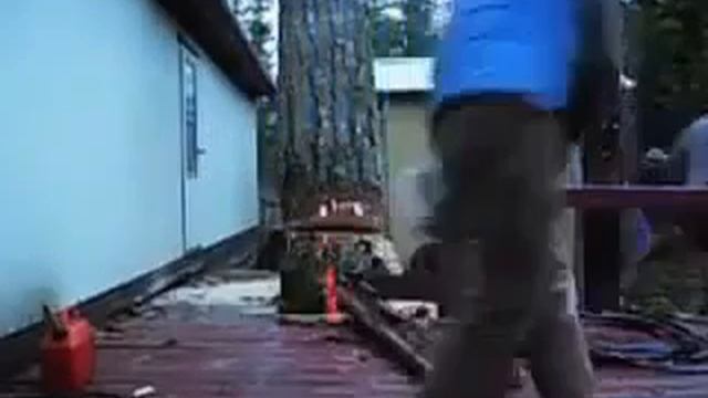 Идеально рассчитал падение дерева ??? смотреть онлайн