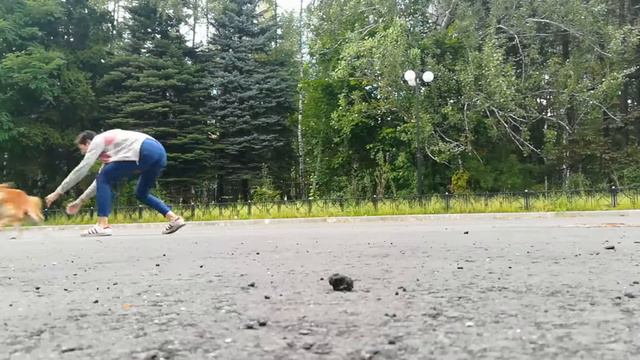 Шиба ину / Прогулка / Бесилово смотреть онлайн