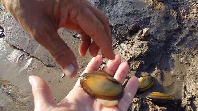 Деревенские ракушки. Усть-Тарский деликатес. смотреть онлайн