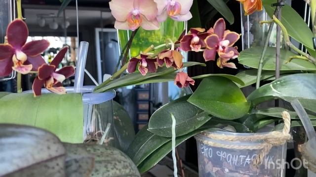 В гостях у Валюшки. Цветение орхидей 1 часть??? смотреть онлайн