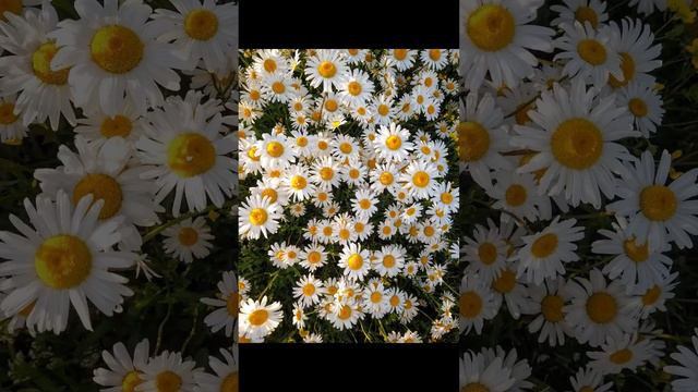 Красотища! Невероятные полевые ромашки в Подмосковье. Incredible field daisies in the Moscow region смотреть онлайн