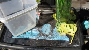 Монстера Адансона: от черенкования до укоренения. 41 день в одном видео.