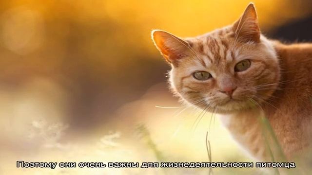 Зооринг — корм для кошек смотреть онлайн